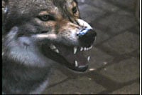 Dracula Unleashed screenshot