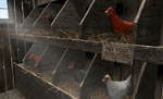 Secret of Shadow Ranch screenshot - click to enlarge