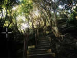 The Sydney Mystery - click to enlarge
