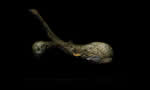 Samorost 2 screenshot - click to enlarge