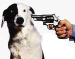 doggie