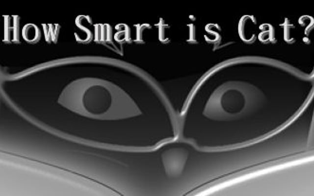 How Smart is Cat? Screens and Info